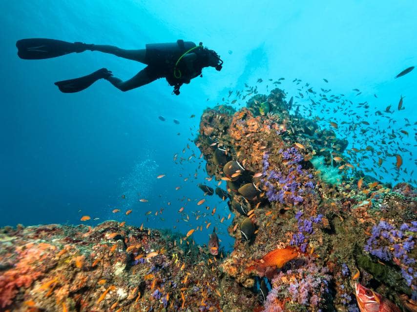 Scuba Diving in the Bahams