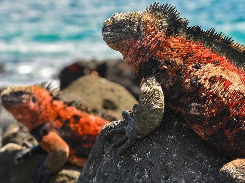 Iguanas in the Galapagos