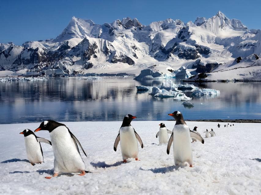 Antartica yacht charter Penguin spotting