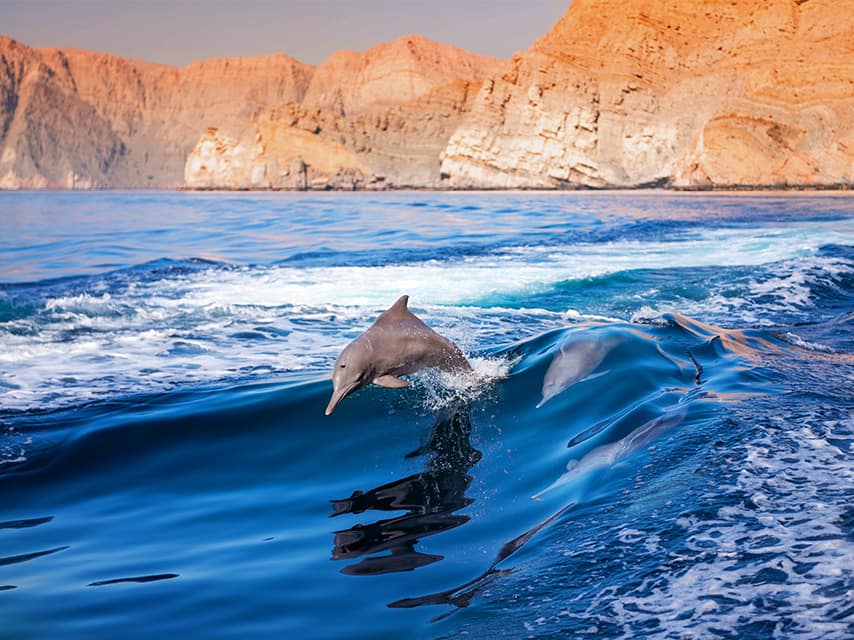 Oman Dolphins