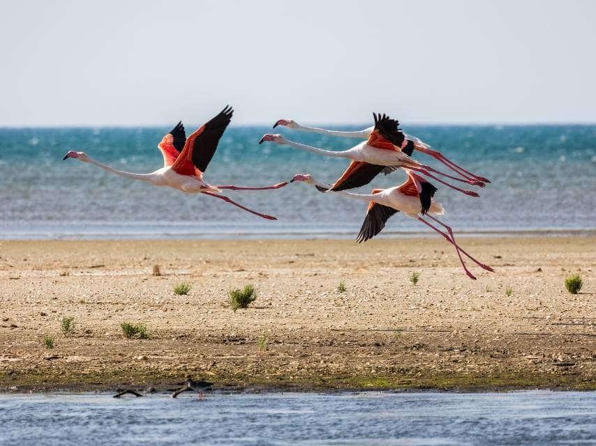 Wildlife care Greece, pink flamingos flying