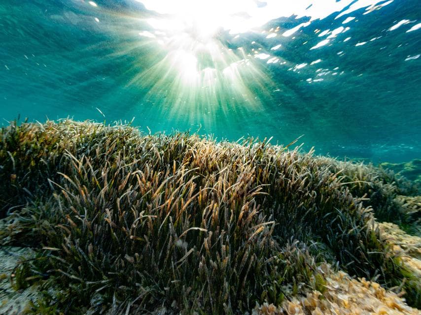 Sea Grass Posidonia