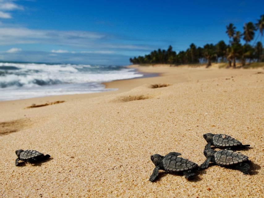 Hawksbill baby sea turtles ST Vincent