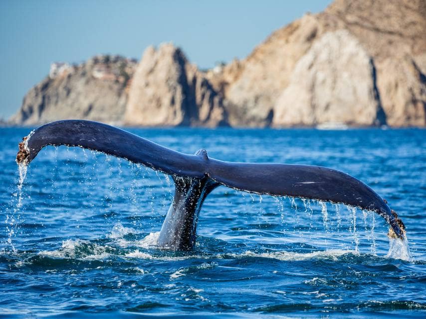 Sea of Cortez Whales