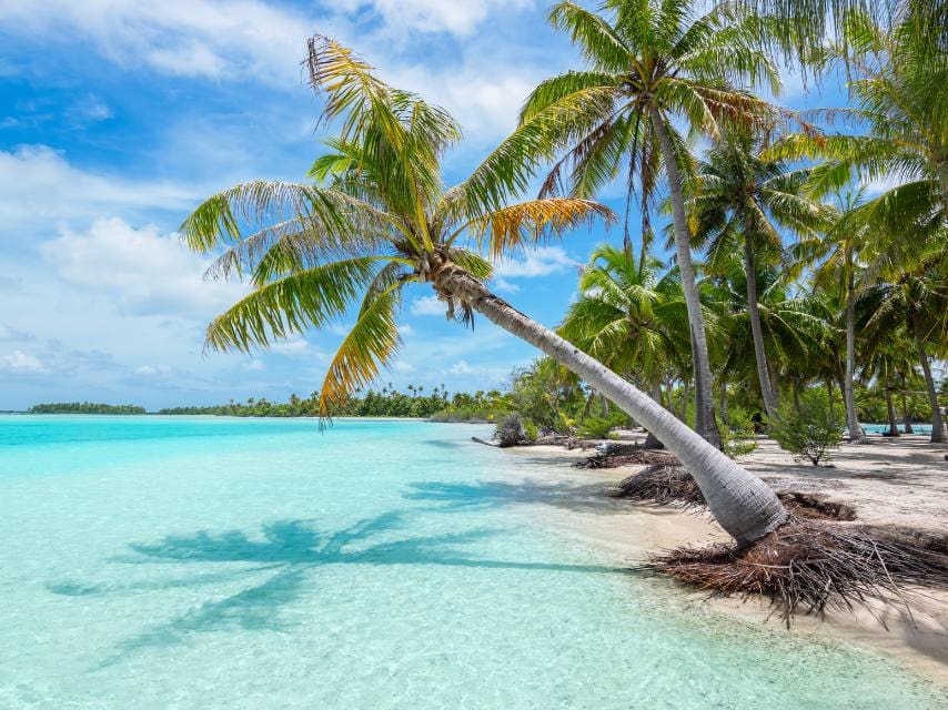 Fakarava Palm Trees