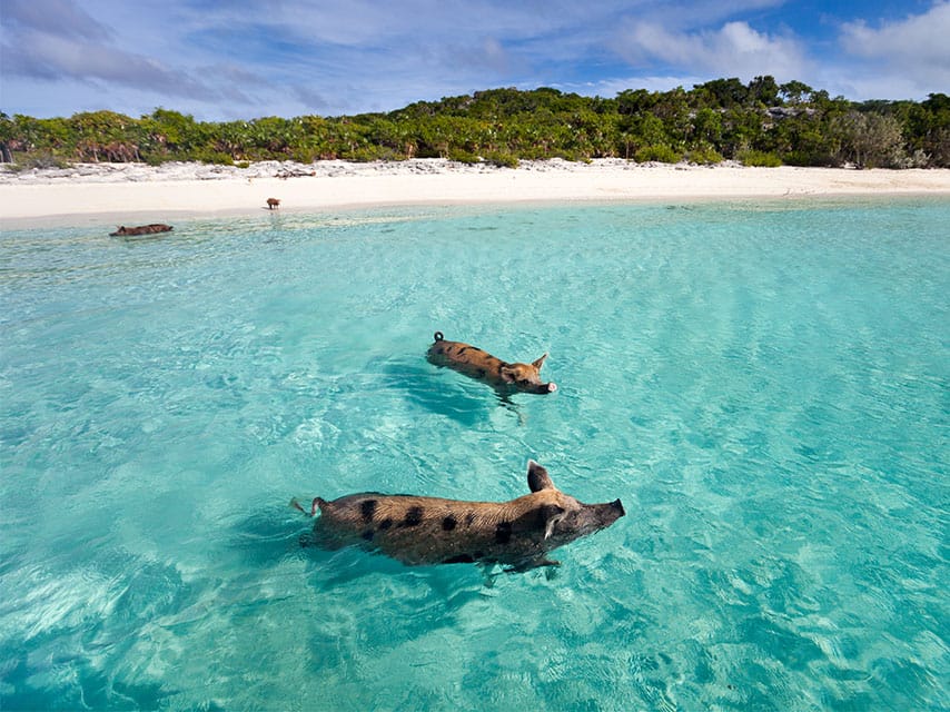 Big Major Cay with pigs swimming