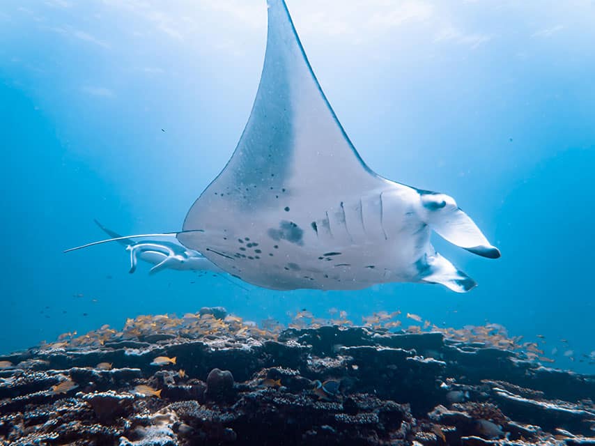 Manta Ray in Fiji