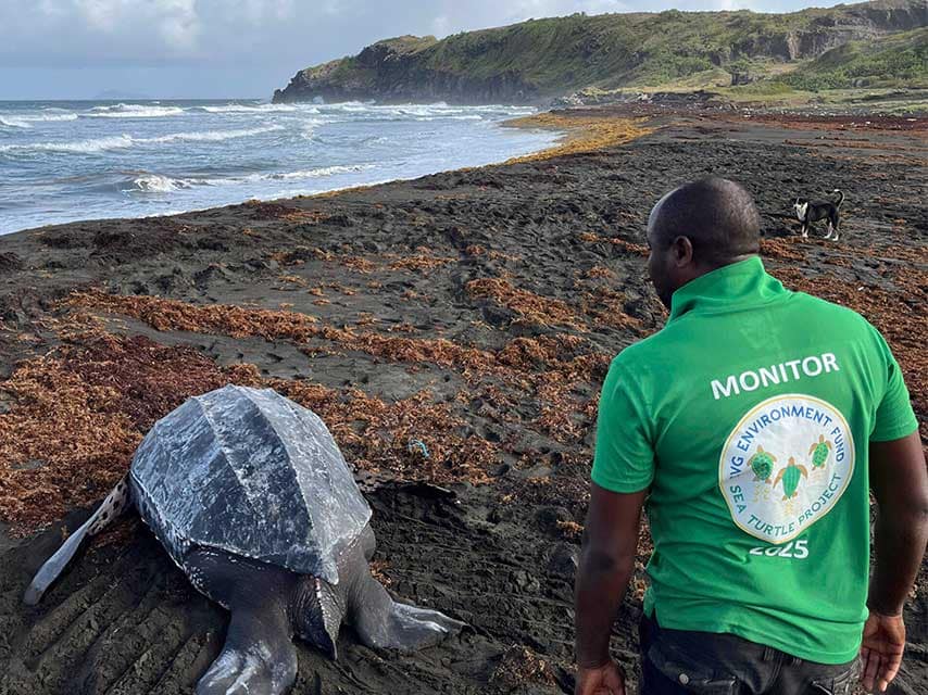 Sea turtle volunteering St VIncent
