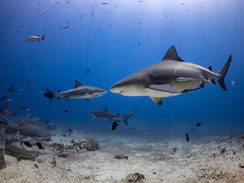 Fiji shark diving