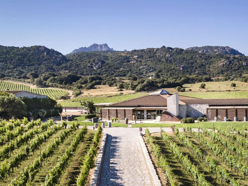 Vigne Surrau winery