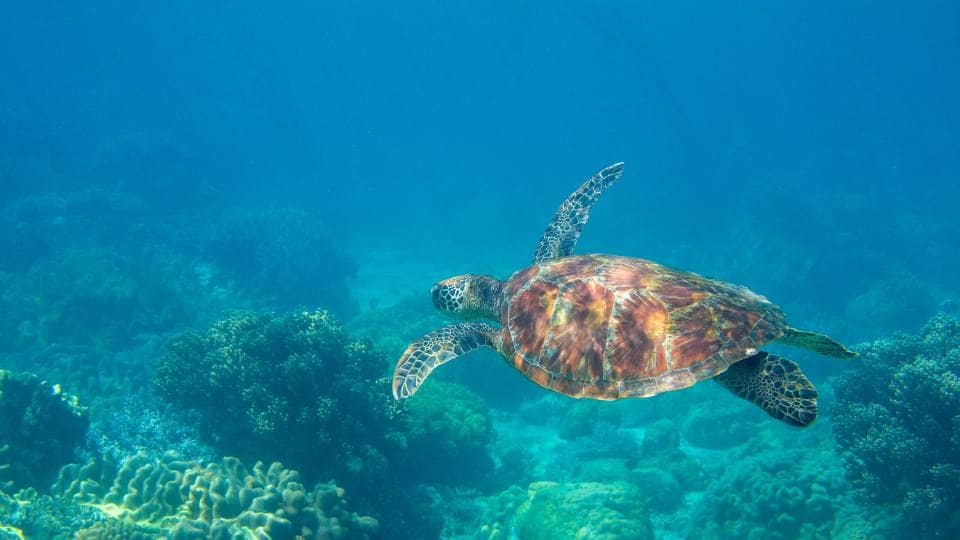 Edmiston & Conservation Collective: Advancing marine conservation in 2025