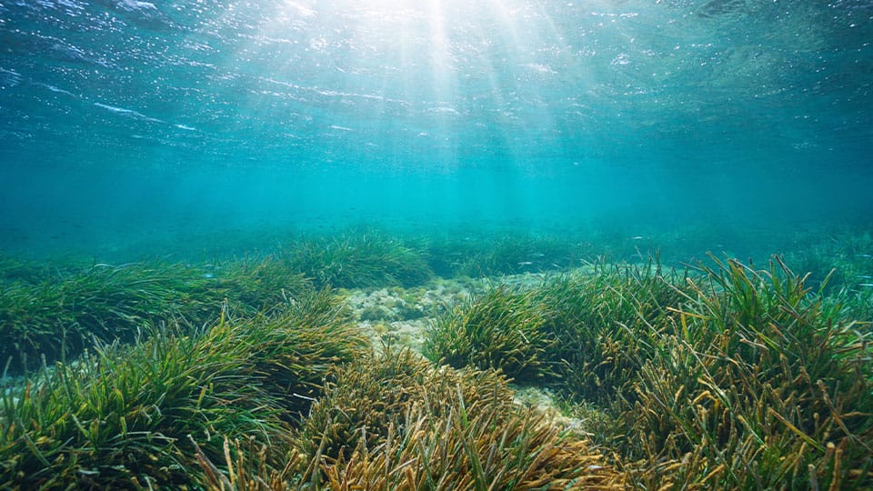World Seagrass Day: Protecting Posidonia for our ocean’s future