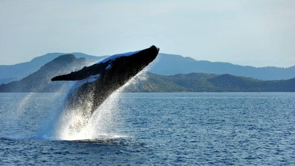 Mediterranean wildlife charters: Top luxury yacht charter destinations where you can see whales, turtles, monkeys &amp; more