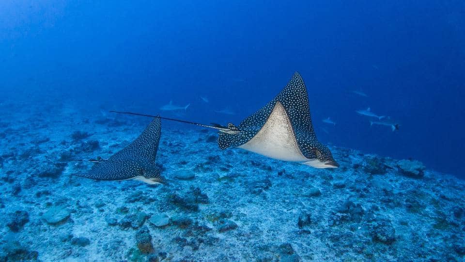 10 Best dive locations in the Caribbean: Discover aquatic wonders with a luxury scuba yacht charter