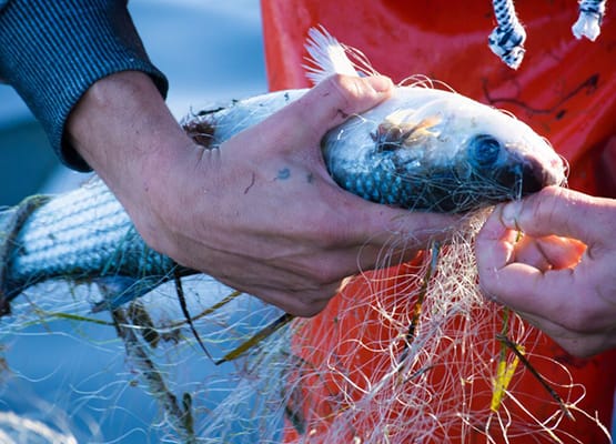 Edmiston Foundation rescues fish caught in Illegal net