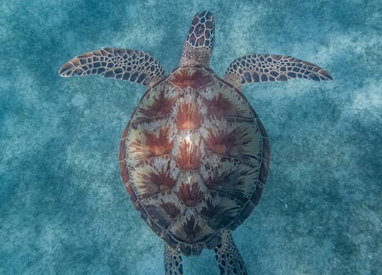 Edmiston's funding aids in marine turtle conservation efforts.