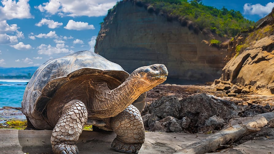 Admire the majestic turtles from the islands during your Galapagos yacht charter.