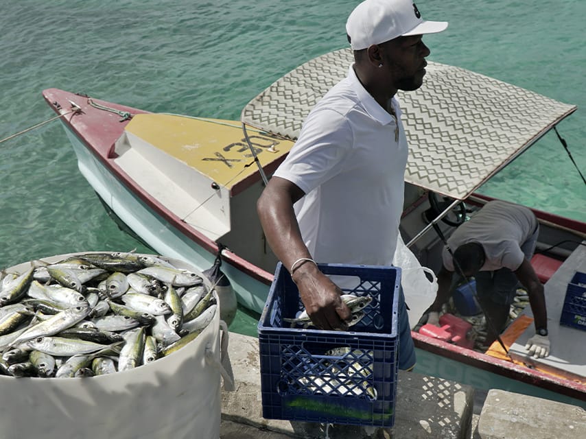 Digifish Barbados