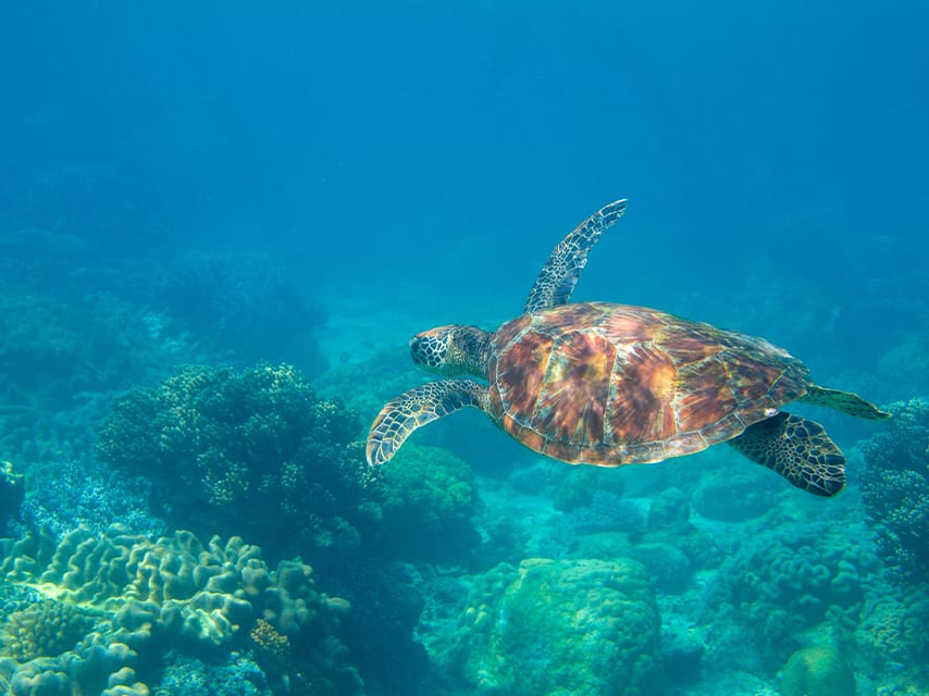 Marine Turtle Monitoring Network